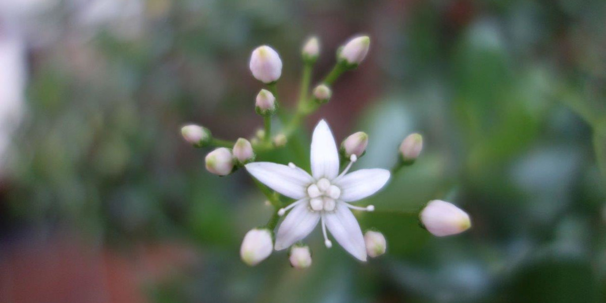 Blüten im Garten
