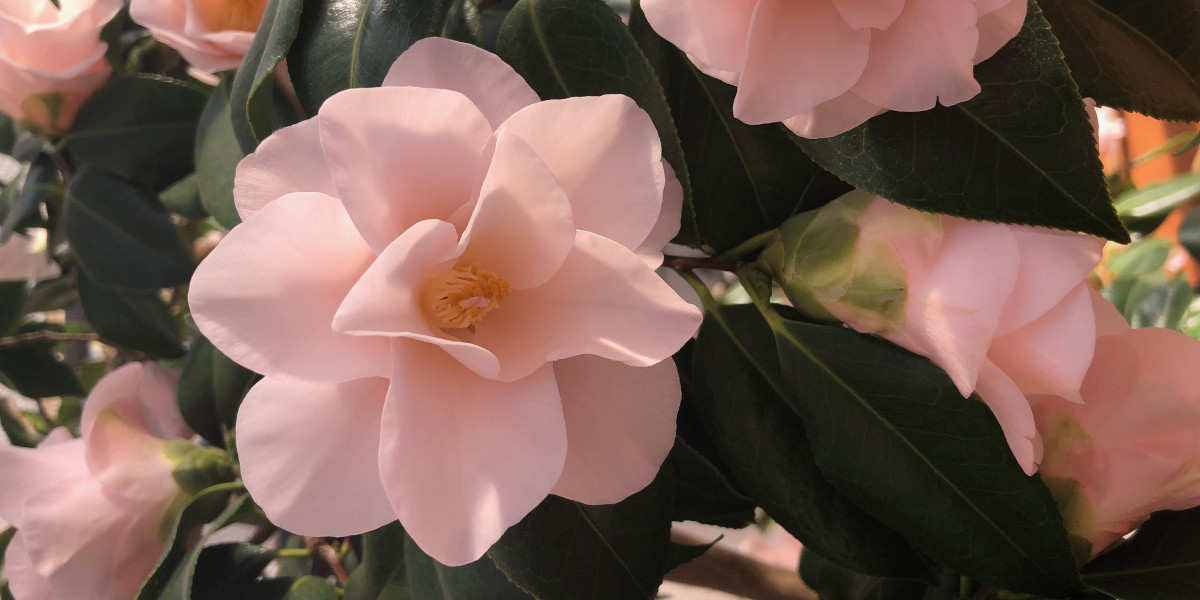 Blüte im Garten